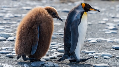 两只棕色和白色的企鹅在石头覆盖的田野上行走